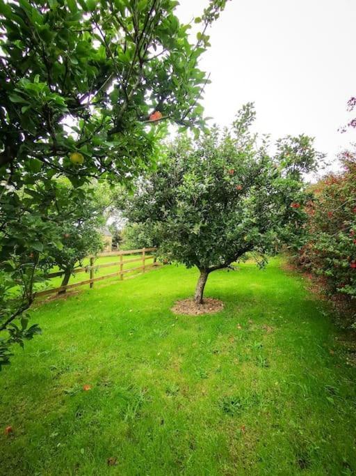 Orchard Cottage Дингл Экстерьер фото